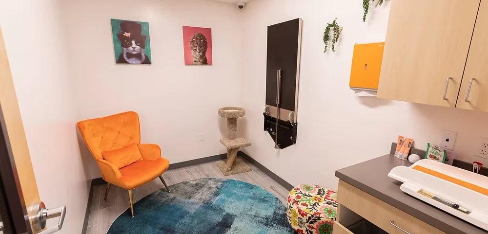 Cat examination room