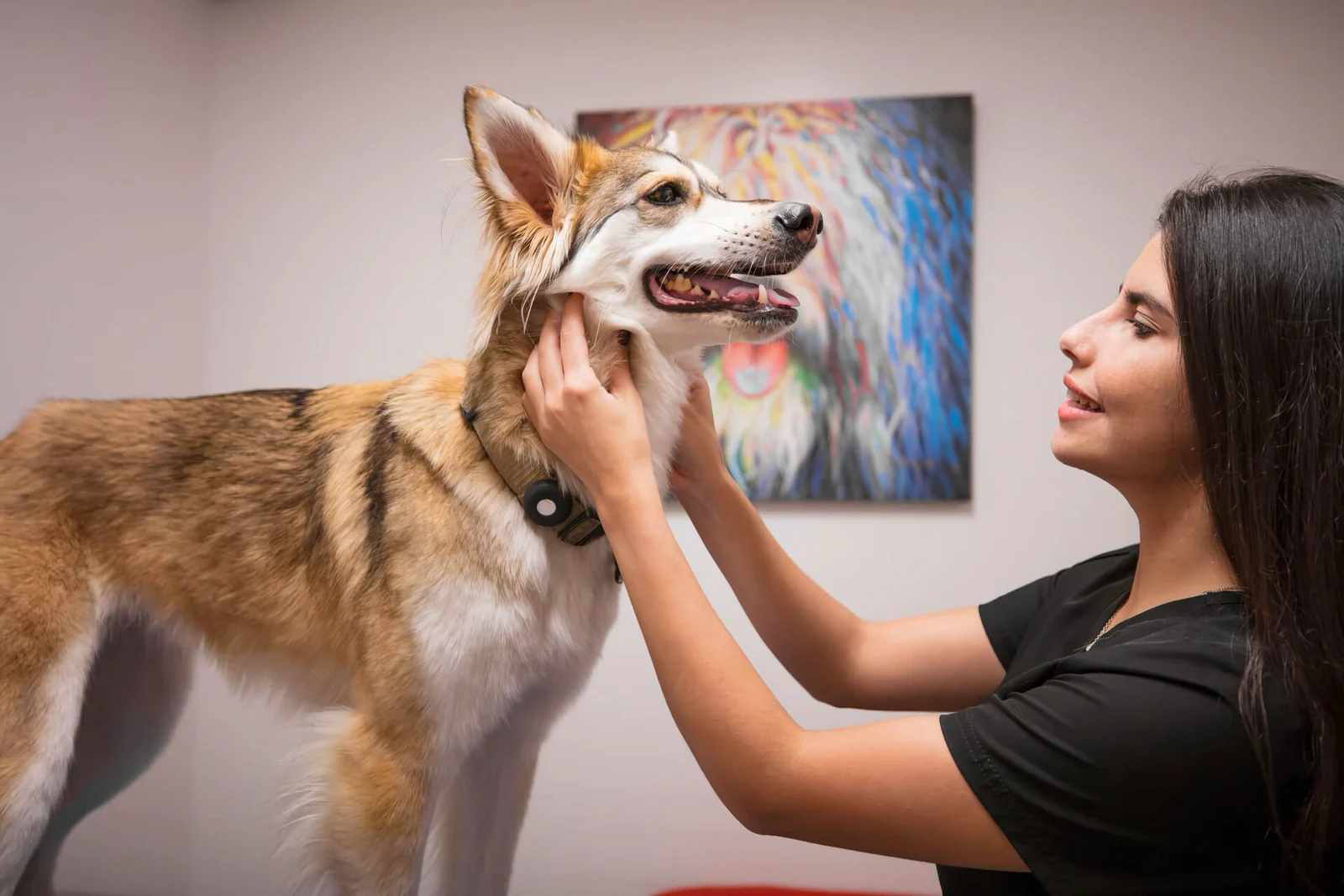 A dog receiving gentle care at Spectrum Pet Hospital